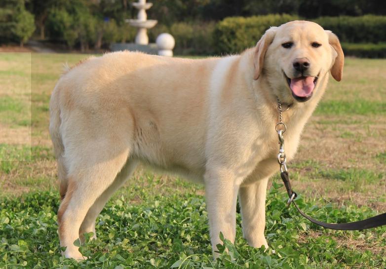 新手养狗选什么狗又便宜,养狗新手推荐什么狗省钱的