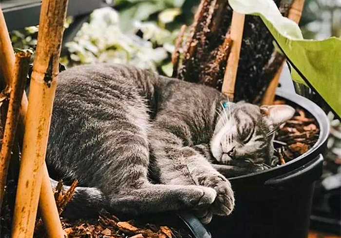 猫静电吸灰小妙招,冬天撸猫有静电怎么办