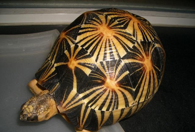 能允许养殖的陆龟,陆龟养殖环境越大越好吗