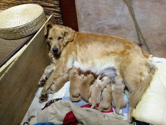 金毛一次生8只小狗,金毛一年生几胎一胎生几个