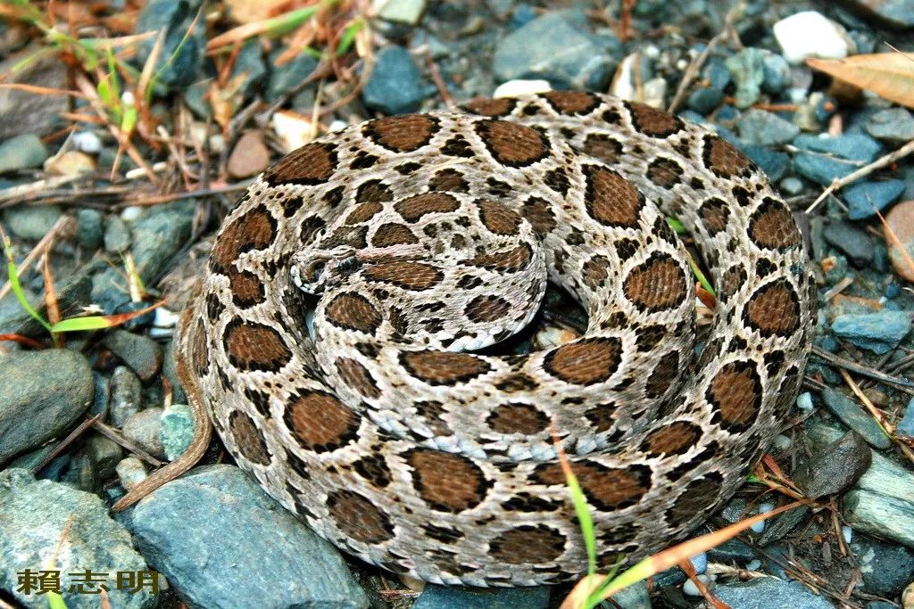 陆栖毒蛇毒性排行,毒蛇毒性分类