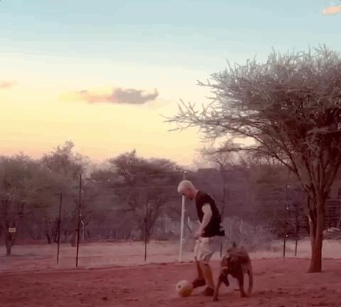 放弃百万年薪，去非洲撸猫？长腿版小李子引63w人舔屏：看我看我