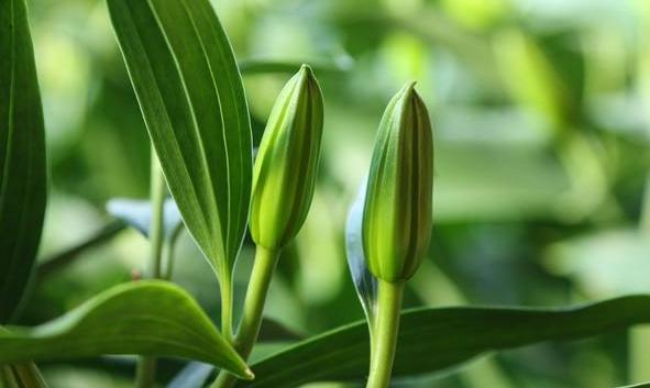 网购盆栽百合开花期怎么养护,百合种球很矮就长花苞了