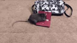 鼠年最稀有的老鼠,鼠年各种耗子大全