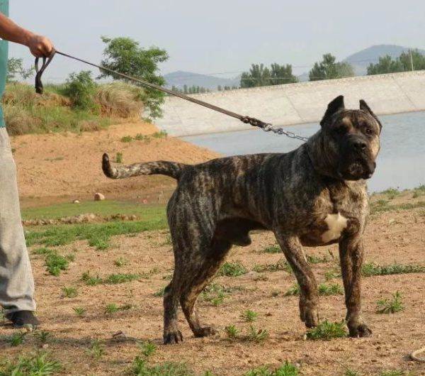加纳利犬打架,加纳利犬伤人最多的犬