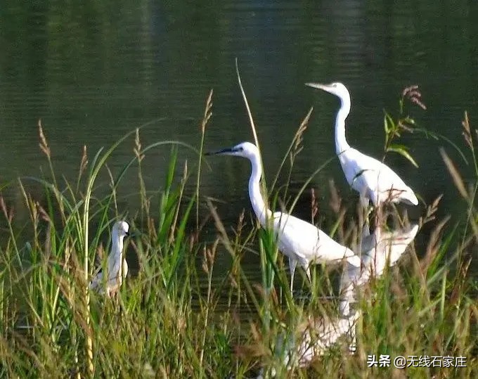 澶х編鏃犳瀬楂樻竻鐩存挱,澶х編鏃犳瀬