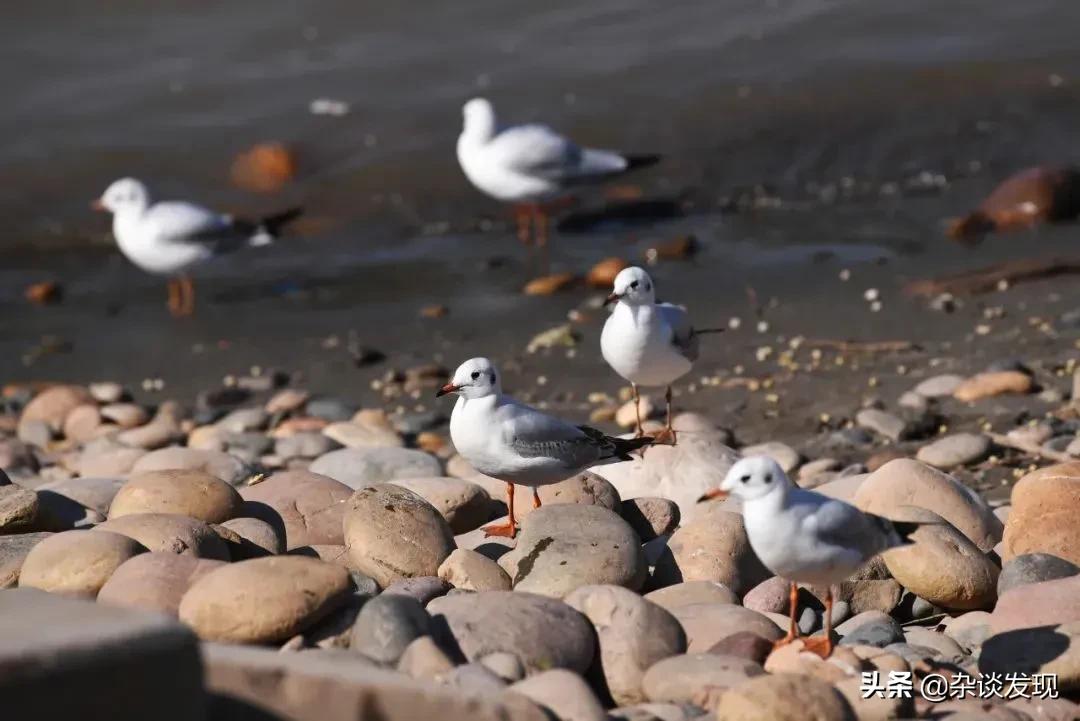 陆游笔下的北方壮丽山河,君住长江头我住长江尾陆游