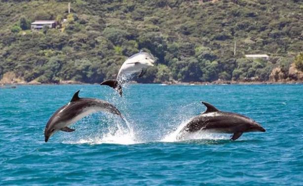 普吉岛自由行最佳时机,普吉岛报团旅游