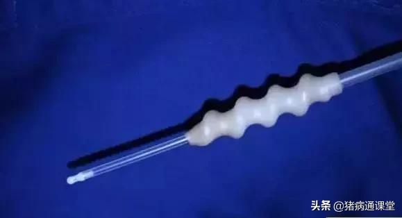 母猪深部输精和浅部输精的区别,怎么判断母猪是否输精