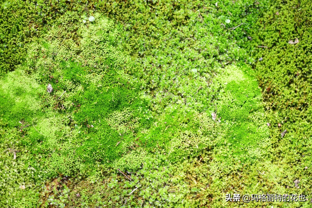 种植苔藓养护方法,苔藓怎么养护才能长得好