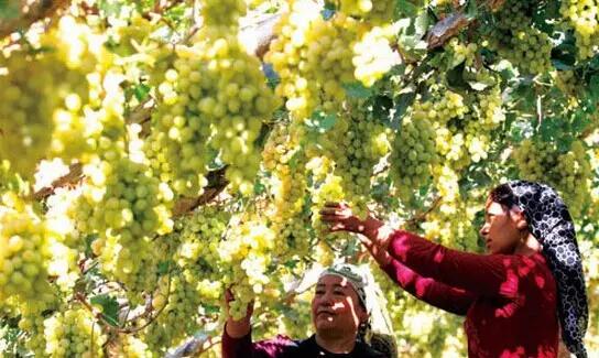 新疆十八怪最新消息,十八怪新疆版完整版