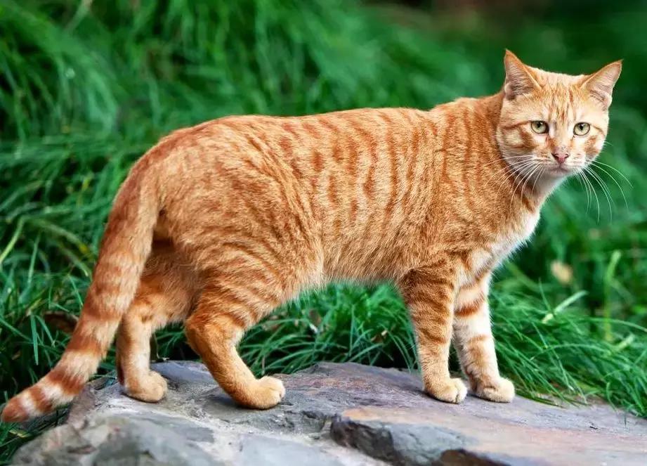 养猫咪新手入门必知哪种猫好养,养猫如何挑选猫咪