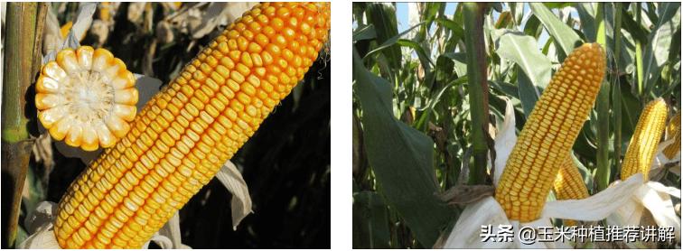京科968青储玉米种子,京科968做青储饲料能出几吨