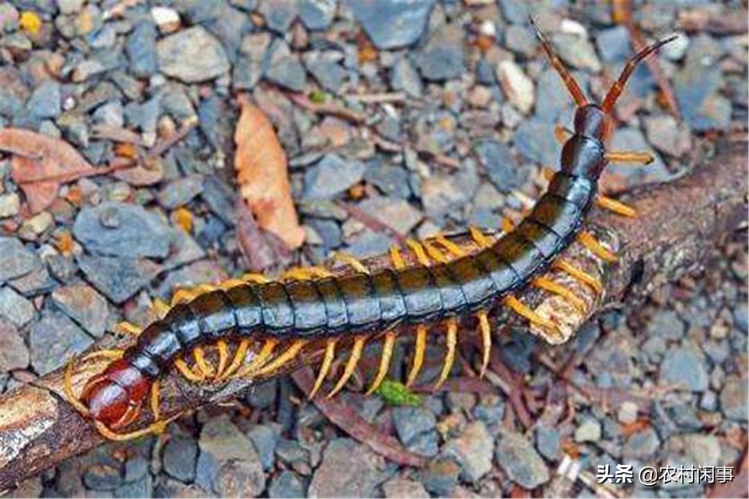 江西人养殖蜈蚣致富方法,蜈蚣的销路怎么样