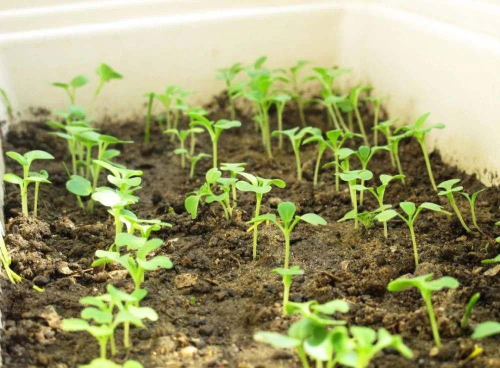 盆栽花卉土壤变硬了怎么办,盆栽花卉缺氮用什么肥