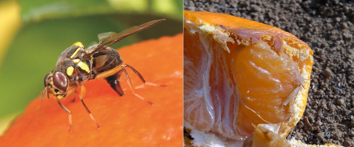 防果实蝇最有效又实用的方法,果实蝇爆发期怎么办