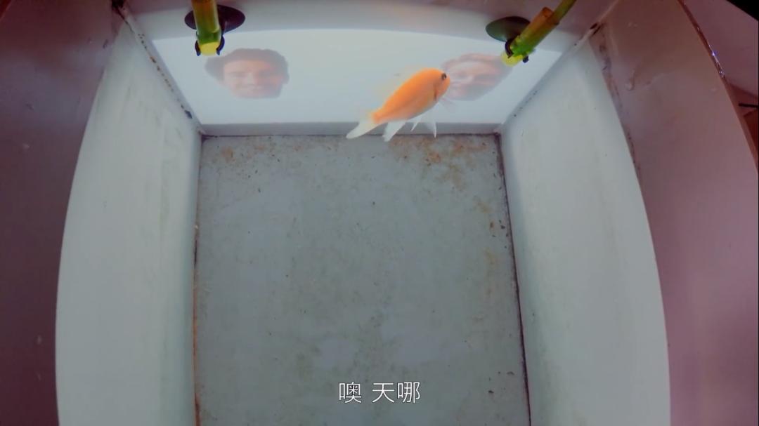 被“青春伤痛文学”冤枉了十几年，金鱼：我的记忆真的不止7秒