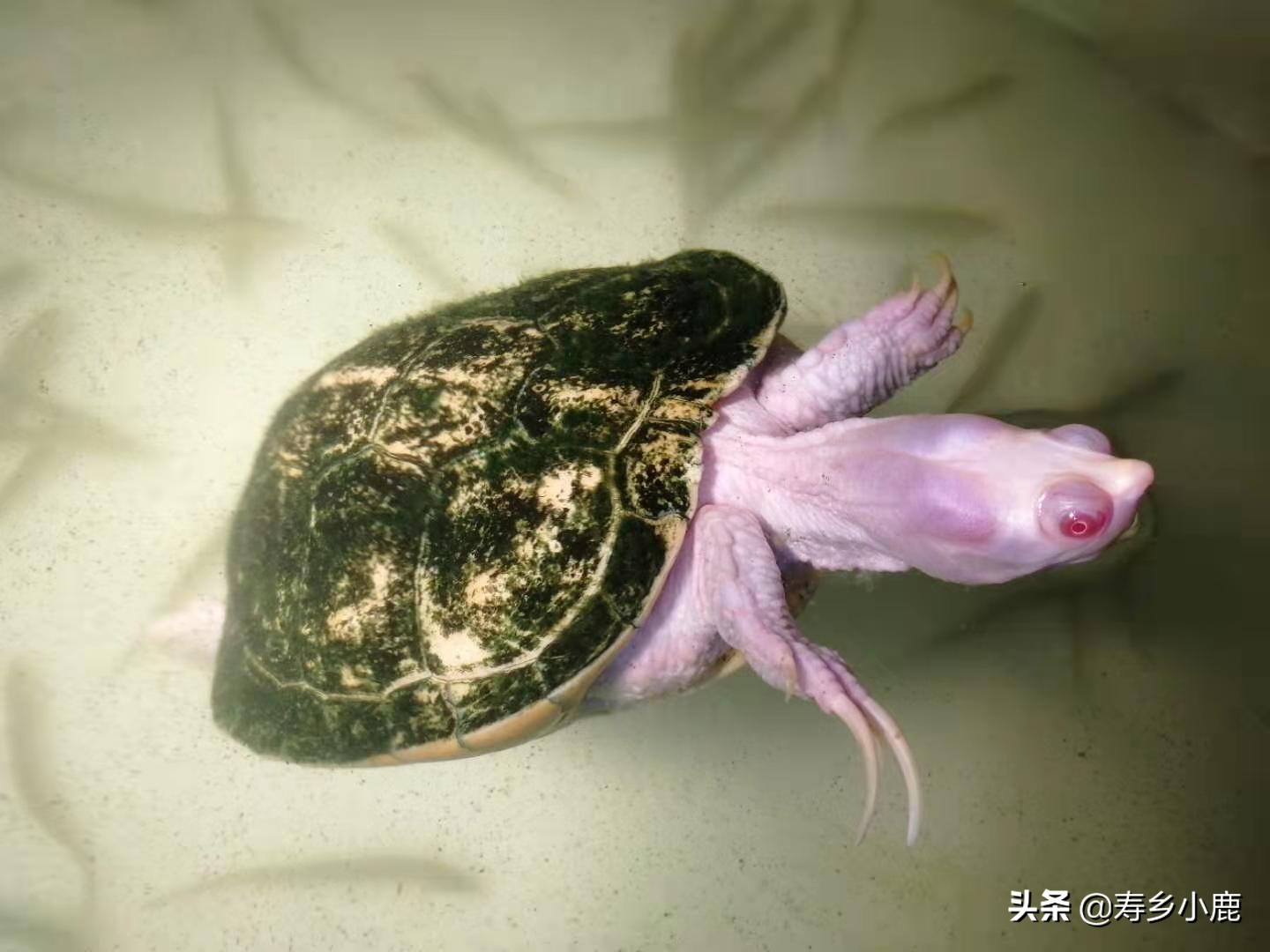 龟浮水什么样,龟浮水的原因