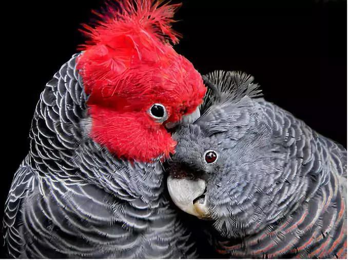 这些动物明明是“夫妻”，却没有长出一副“夫妻相”！