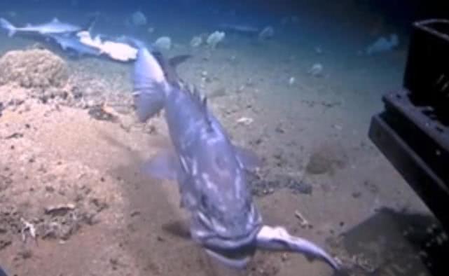 人类捕捉了史上最诡异的深海怪鱼,海底拍到巨大的石斑鱼