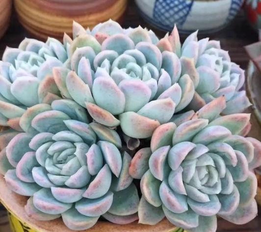 夏季冰玉多肉怎么养护,多肉冰梅夏天怎么养殖