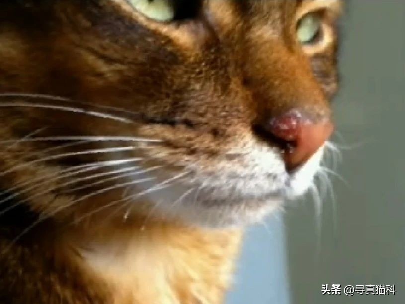 猫传染性上呼吸道感染,猫传染性鼻支气管炎