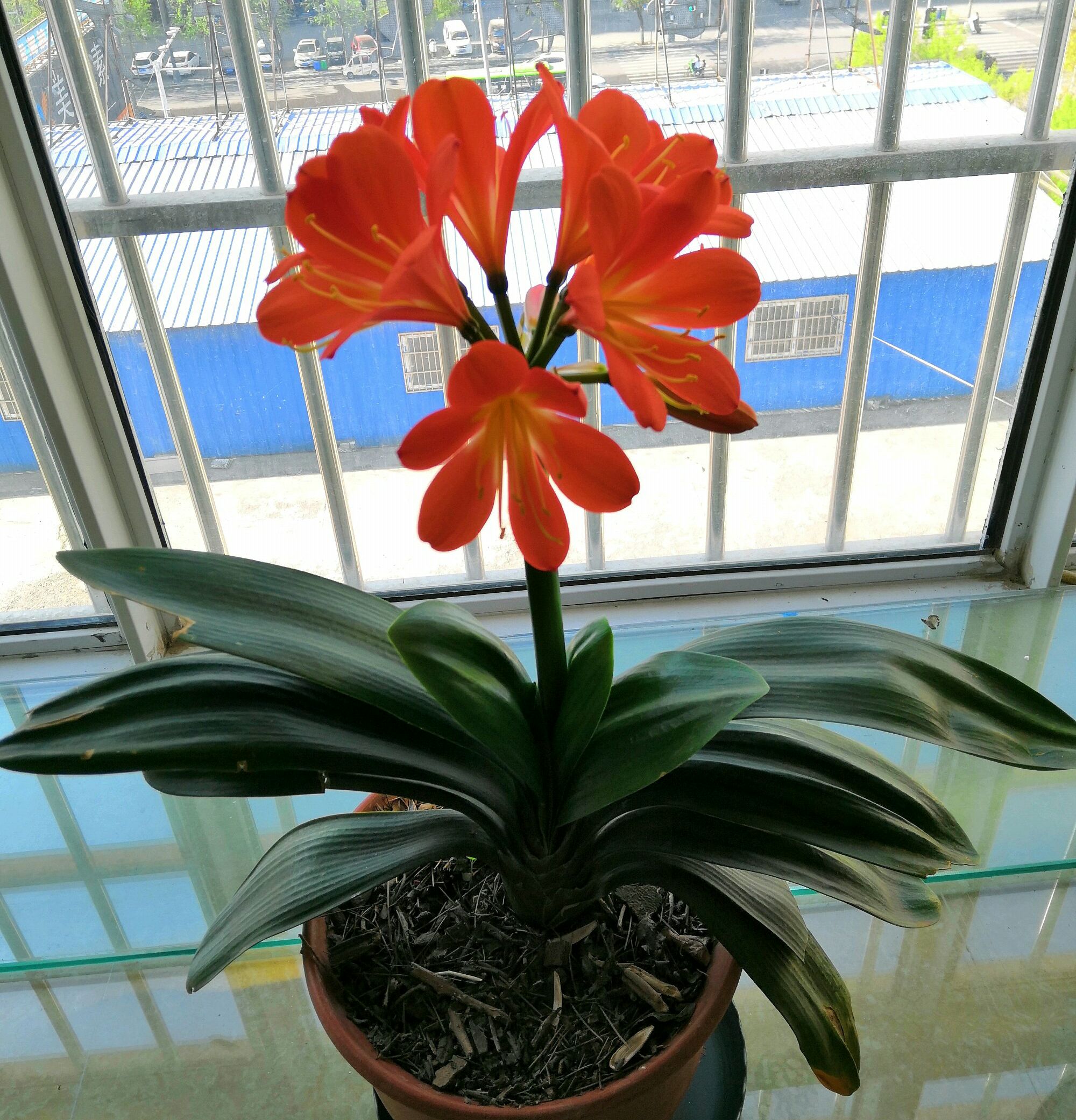 君子兰换盆的正确方法和浇水,君子兰换盆后要多少天浇第一次水