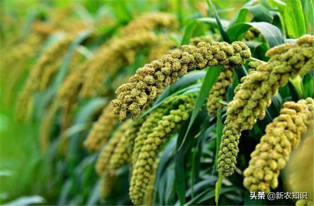 谷子种植技术要点，种植高手告诉你诀窍！建议收藏！