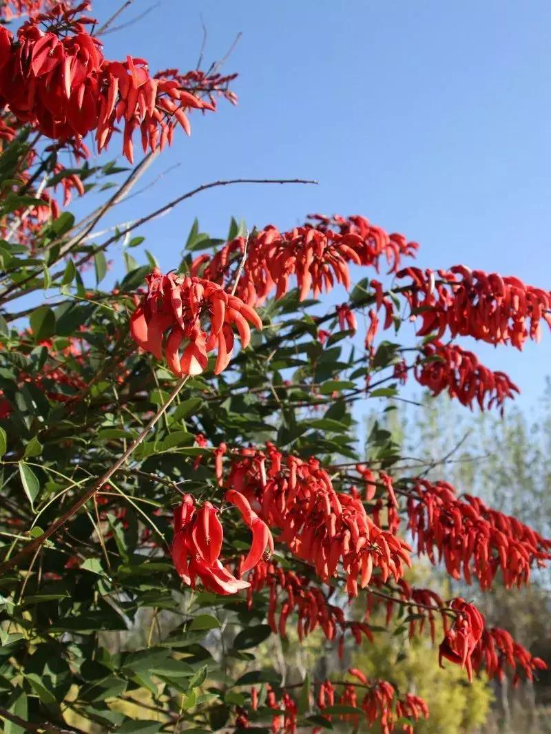 凉山最漂亮的花海,西昌赏花攻略