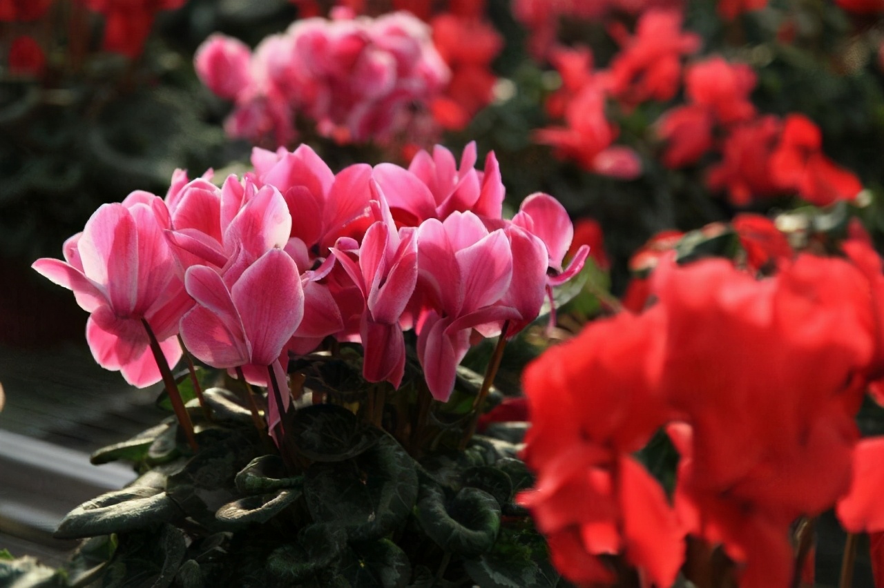 仙客来最佳配方,仙客来怎么能养成好