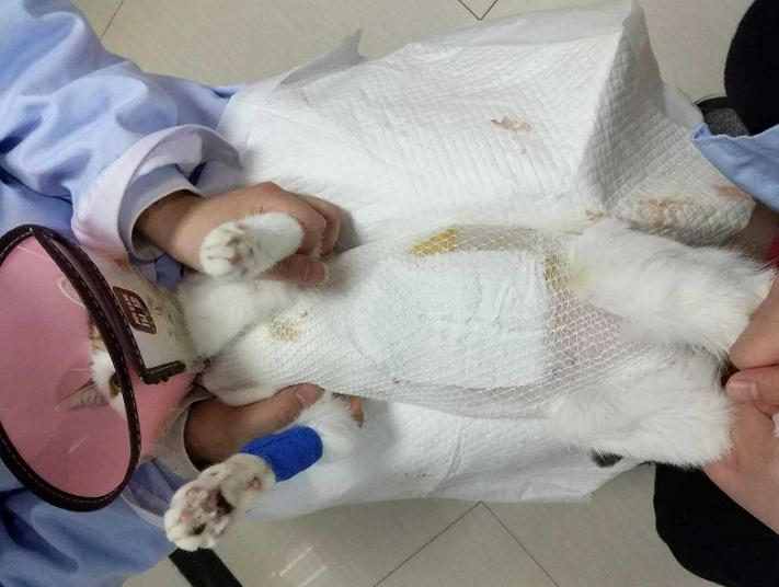 母猫难产怎么给猫助力生产,母猫难产怎么助产