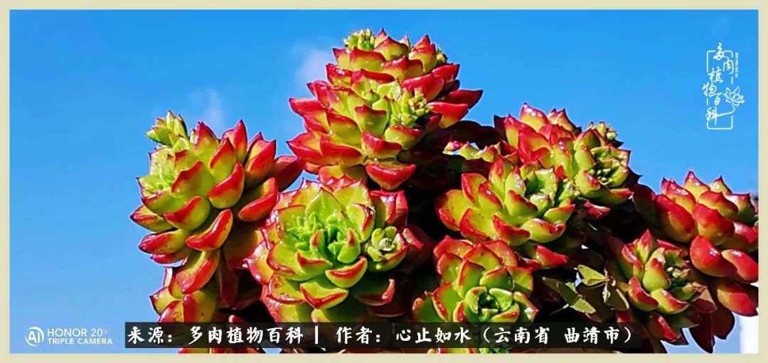 景德镇精品拇指多肉盆,轻奢多肉拇指盆3.5