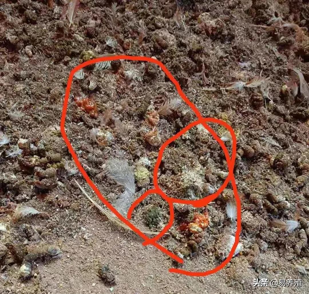 鸡拉红浓屎怎么治,鸡拉绿色稀粪最快解决方法