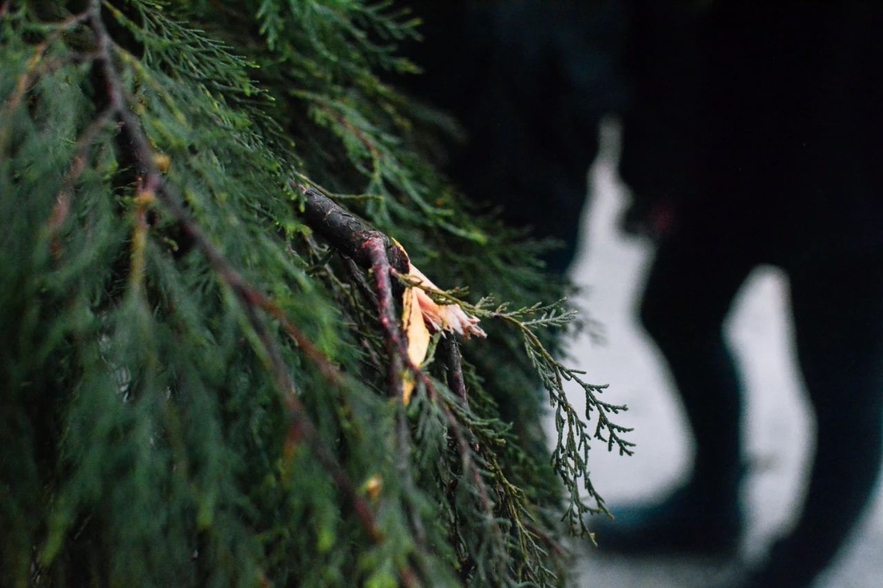 重庆的行道树有哪些,重庆高山老树