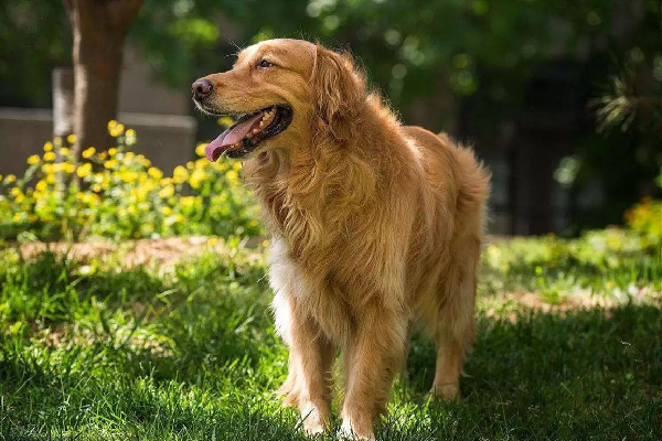 金毛脾气为什么那么好,金毛脾气好吗咬人吗