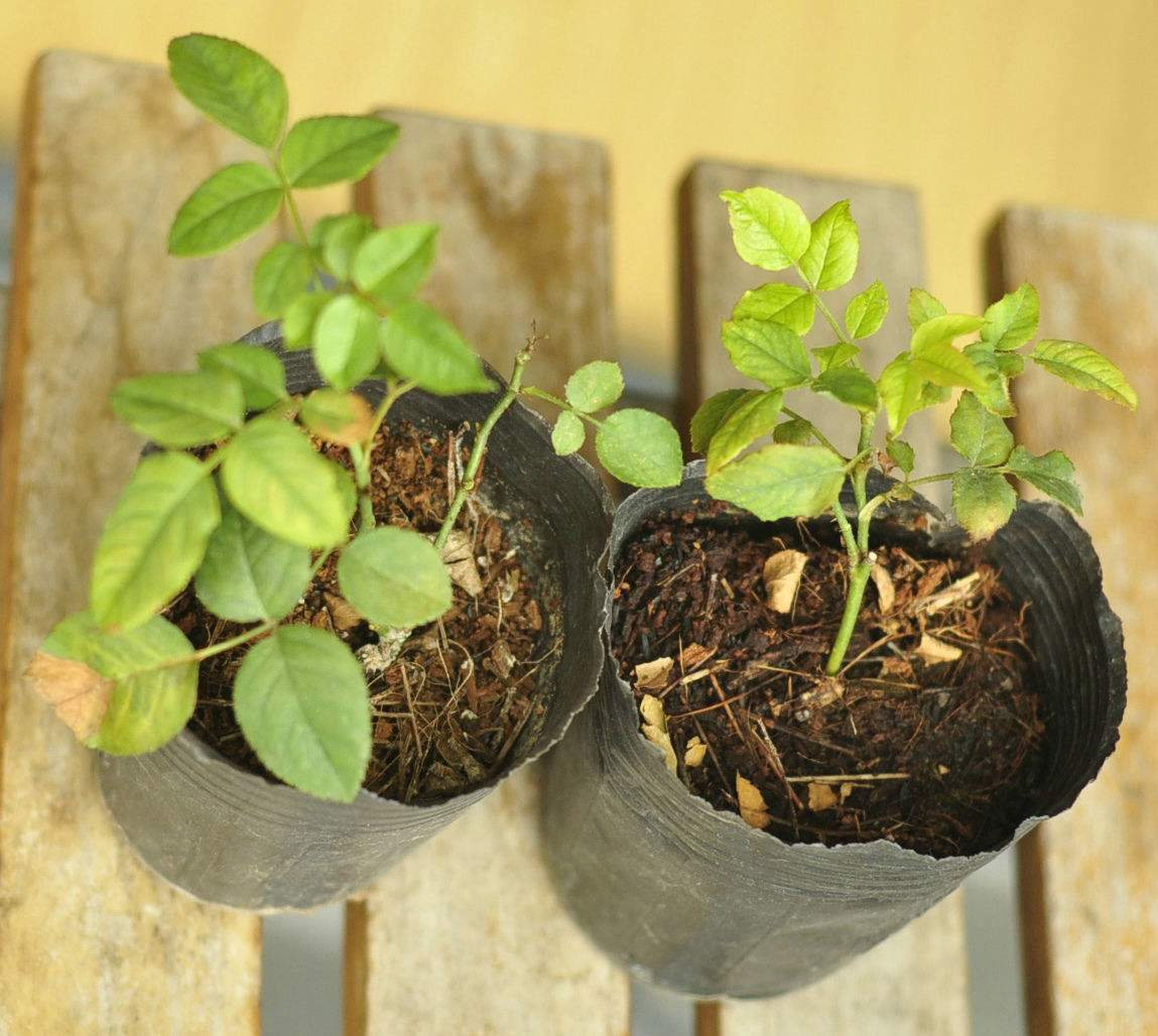 怎么在网上购买好花草,为什么从市场上买花草不易成活