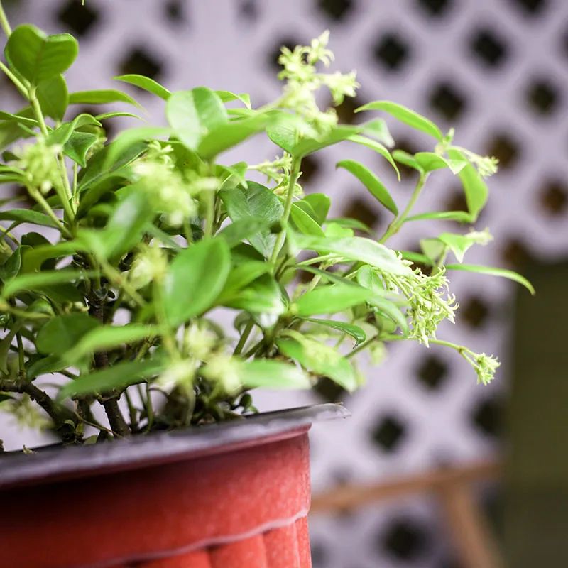 6种香味好闻又高级的花卉植物,4种花香味十足
