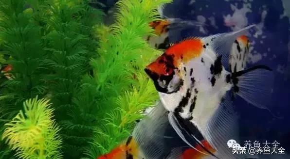 第一天养鱼需要注意什么吗,养鱼天气热了需要注意什么