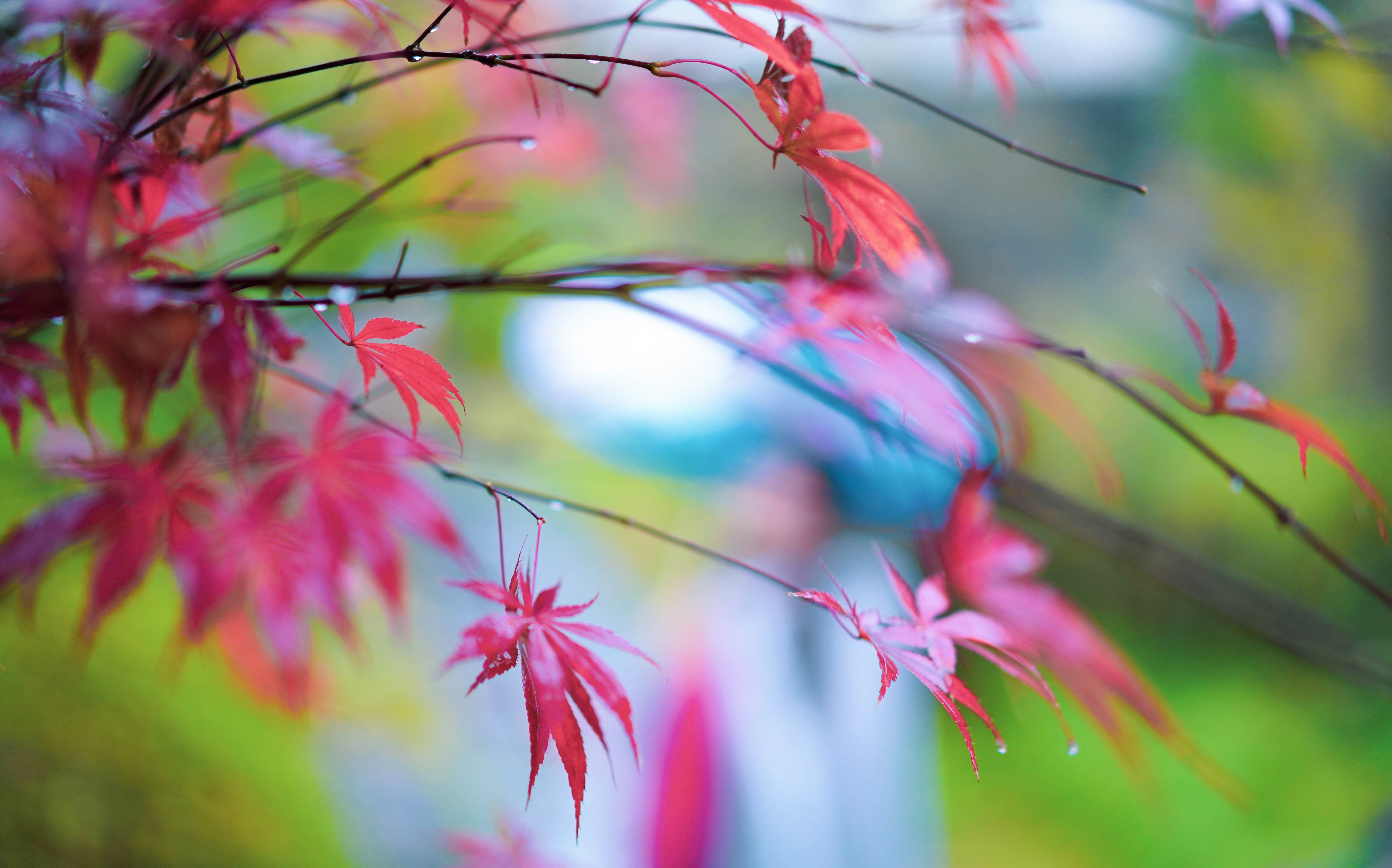 婺源熹园水墨上河,婺源熹园值得一看吗