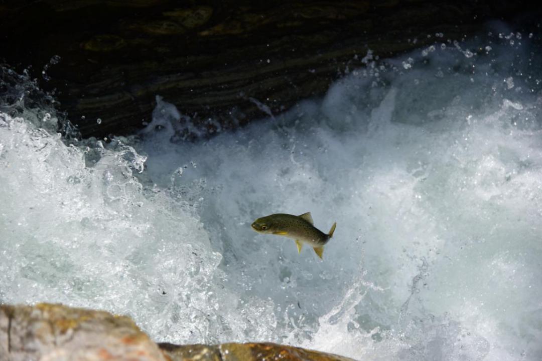 秦岭小九寨沟黄柏塬,陕西秦岭九寨黄柏源