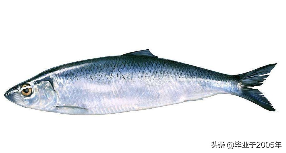 辽宁的水产品有哪些,辽宁常见的鱼