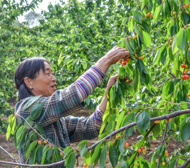 开封博爱网络樱桃节,博爱樱桃节是什么时候