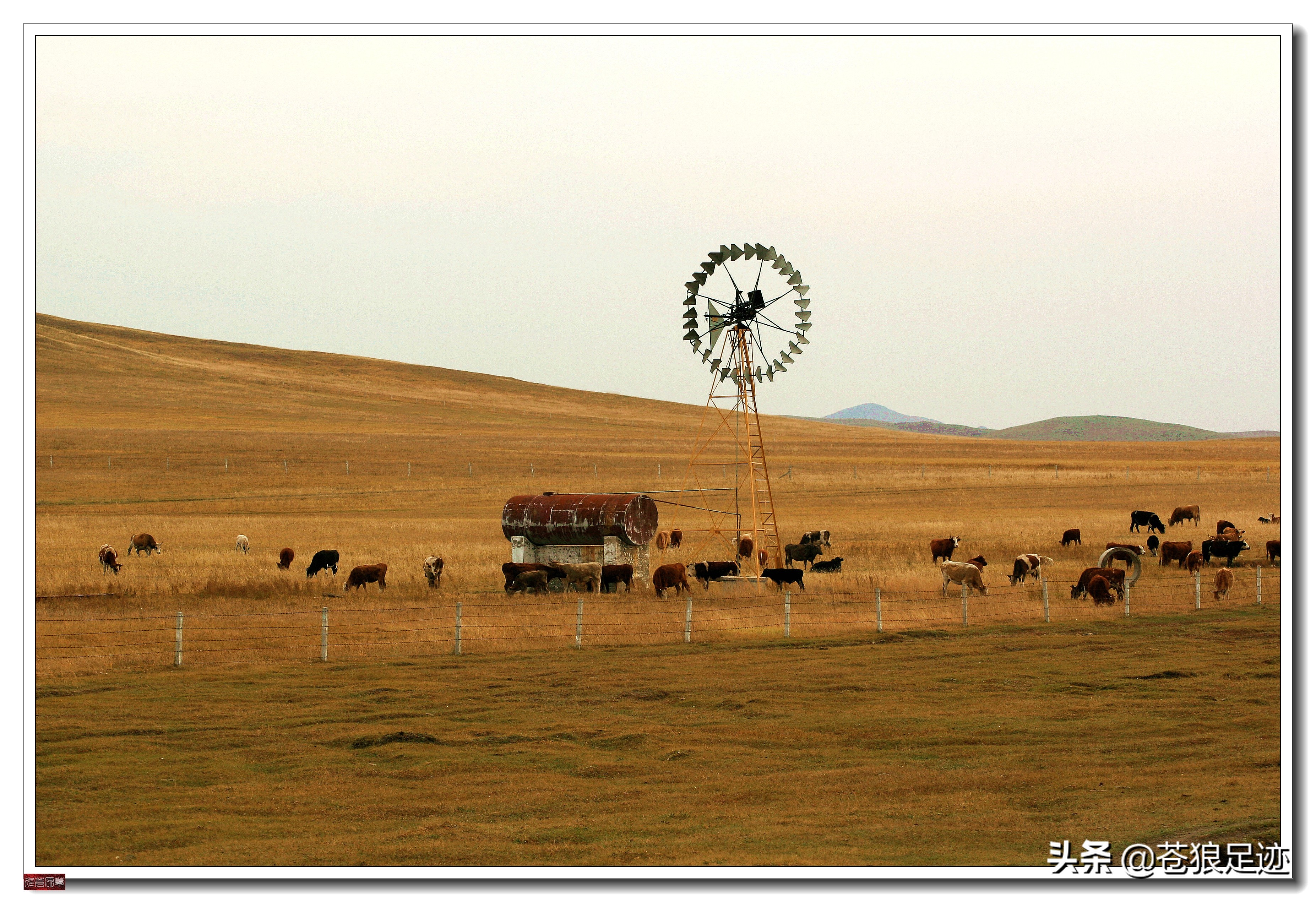 野阔牛羊同雁鹜——雄浑壮阔的贡格尔草原
