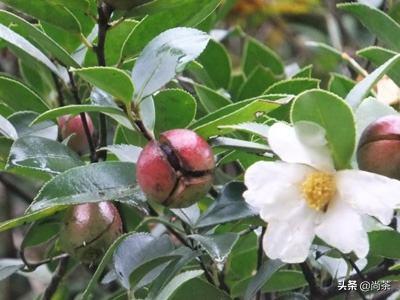 茶叶树和山茶油树的区别是什么,山茶花和茶油树区别图片大全