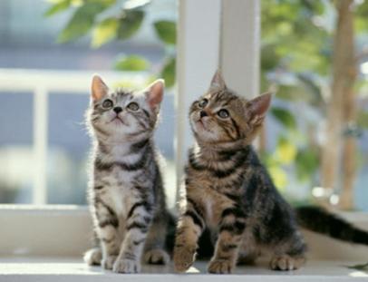 猫咪发烧怎么办最有效的方法,猫咪发烧的症状和处理方法