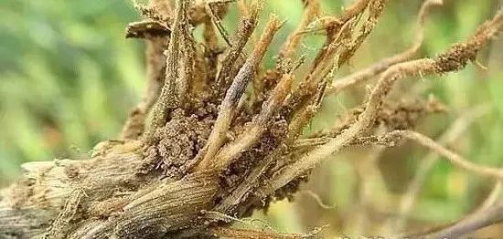 杀灭地下害虫这里有10种绝招,地下害虫最佳灭虫方法