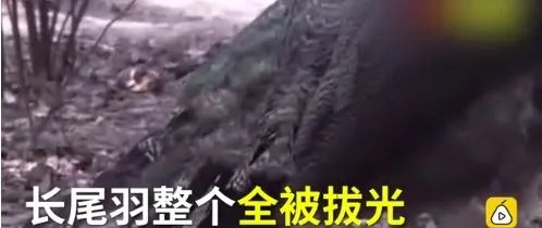 癞蛤蟆想吃到天鹅肉你不配的图片,癞蛤蟆想吃天鹅肉你同意吗