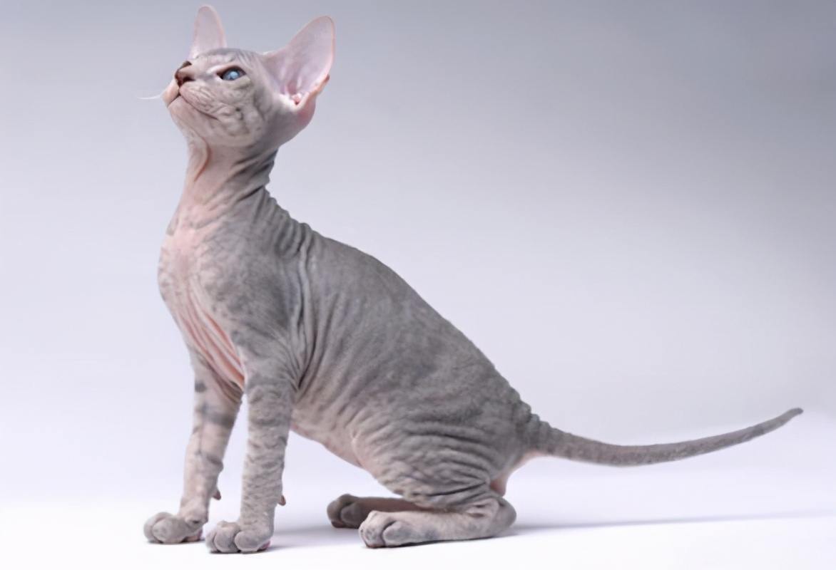 30种常见的猫,20种常见猫咪