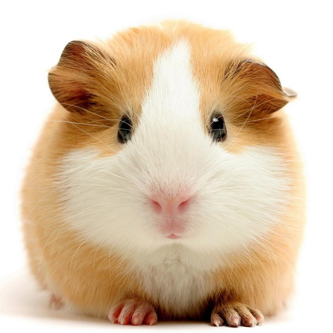 鼠年最稀有的老鼠,鼠年各种耗子大全