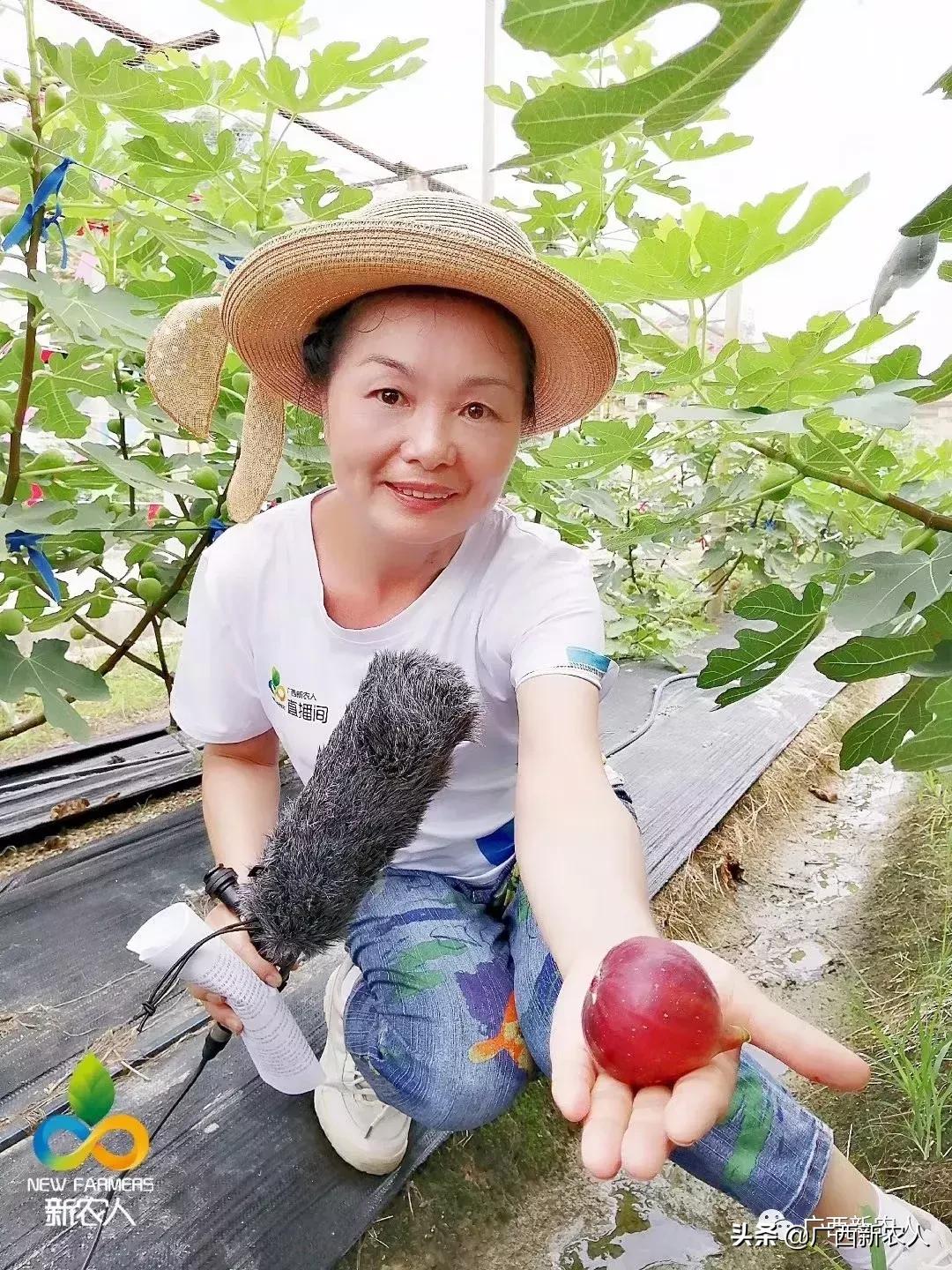 南宁那笔村无花果,南宁摘无花果